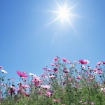 Как защитить растения от солнца