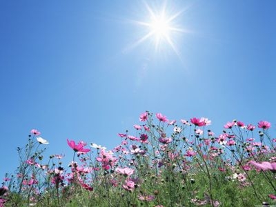 Как защитить растения от солнца